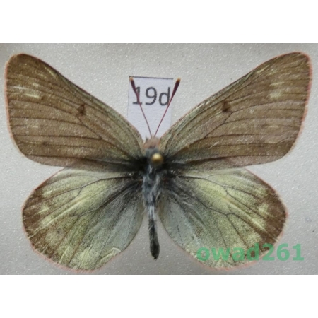 Colias nastes ferrisi Verhulst, 2004 Canada19d